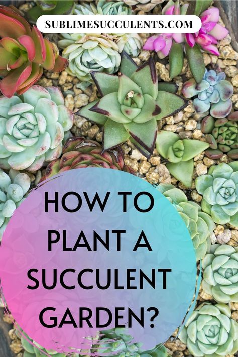 Putting together a succulent garden is a worthwhile project. Sublime Succulents is here to show you how it’s done. There are some choices to be made throughout the process. Don’t get stressed over making the right decision because no matter what you do you will be pleased with the results. We will show you how to design the garden. You will see the array of cactus that are available to choose for planting. Then we will take you through planting the succulents in optimal conditions. Read more... Multiplier Des Plantes Grasses, Succulents Ideas, Succulent Rock Garden, Succulent Garden Landscape, Succulent Landscape Design, Succulent Garden Design, Succulent Landscaping, Succulent Garden Diy, Succulent Soil