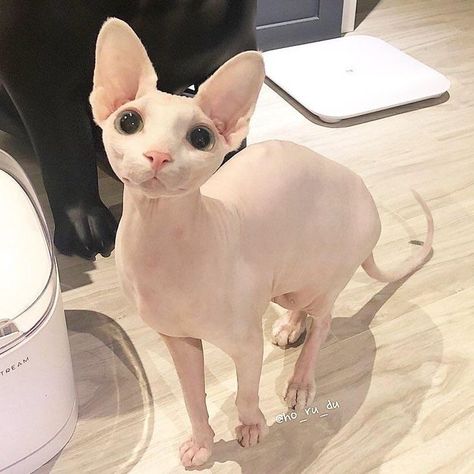 Hairless Cat, White