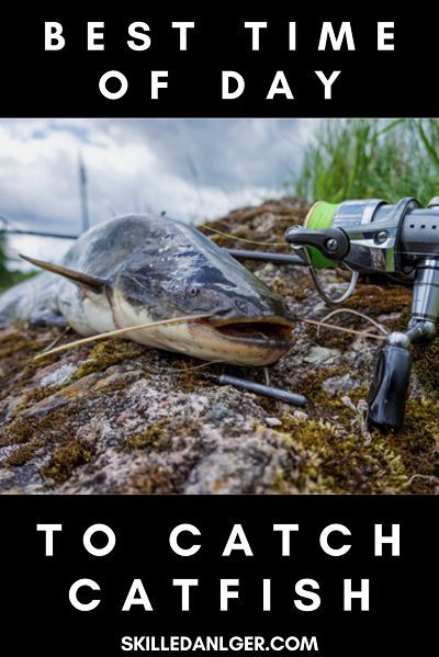 Is it best to fish for catfish at night? Or should you try to catch catfish during the day? When is the best time to catch catfish? Just follow some of these catfish fishing tips to find out! #catfishing #fishing #catfish #skilledangler Best Catfish Bait, Catfish Rigs, Fishing Catfish, How To Catch Catfish, Channel Catfish, Catfish Bait, Catfish Fishing, Walleye Fishing, Fishing Techniques