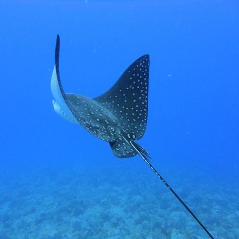 Have a nice flight! #scuba #Hawaii #Gopro #diving with #eagleray #deepblue #deepbluesea #divingtrip #flyingeaglerays... Manta Ray Art, Spotted Eagle Ray, Aquarium Architecture, Shark Drawing, Eagle Ray, Sea Illustration, Ocean Pollution, Sea Life Art, Underwater Sea