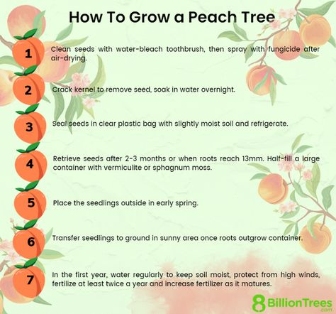 How To Start A Peach Tree From A Pit, Growing A Peach Tree From A Pit, Peach Tree From Pit, How To Plant A Peach Pit, How To Grow A Peach Tree From Seed, How To Grow Peaches From Pits, Growing Peaches From Pits, How To Grow A Peach Tree From A Pit, Peach Seed