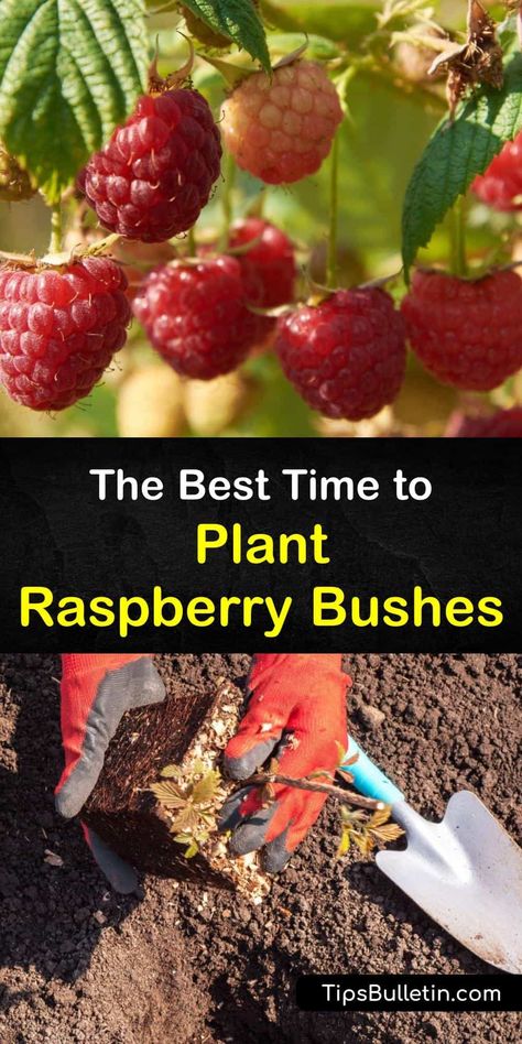 Planting Berry Bushes, Types Of Raspberry Plants, How To Plant Raspberries Bushes, When To Plant Raspberry Bushes, Planting Raspberry Canes, Where To Plant Raspberry Bushes, Rasberry Bushes Growing, How To Prune Raspberry Bushes, Raspberry Bushes Landscape