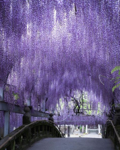 Fantasy Angel, Wisteria Tree, Purple Wisteria, 2160x3840 Wallpaper, Purple Trees, Japan Aesthetic, Purple Aesthetic, Nature Aesthetic, Magical Places