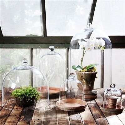 There are many beautiful uses for our glass domes. georgeandaugie.com #glass #dome #home #decor #display #flowers #plants #design #logansquare #chicago #elegant #beautiful Cloche Decor, Glass Dome Cloche, Glass Bell Jar, Hanging Plants Indoor, Glass Cloche, Glass Terrarium, Intelligent Design, Wedding Centerpiece, Antique Farmhouse