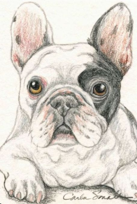 French Bulldog Drawing, Bulldog Drawing, French Bulldog Art, Bulldog Francese, Dog Sketch, Bulldog Art, 강아지 그림, French Bulldog Dog, Pencil Painting