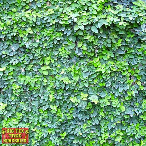 HOW TO FIND THE BEST CLIMBING VINES TO USE IN YOUR LANDSCAPE Creeping Plants, Plants Vines, Training Vines, Kidney Shaped Pool, Creeping Fig, Ficus Pumila, Evergreen Vines, Fig Plant, Garden Vines