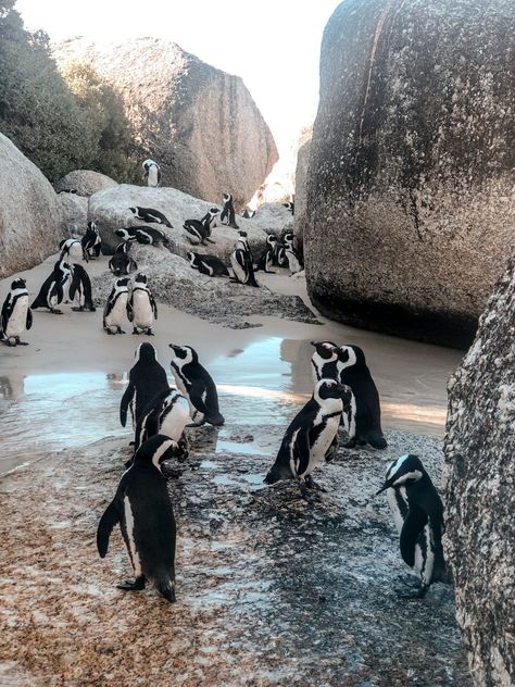 Boulders Beach Cape Town | WORLD OF WANDERLUST South Africa Vacation, Boulders Beach, Semester At Sea, Cape Town Travel, Africa Vacation, Clifton Beach, Boulder Beach, World Of Wanderlust, Knysna