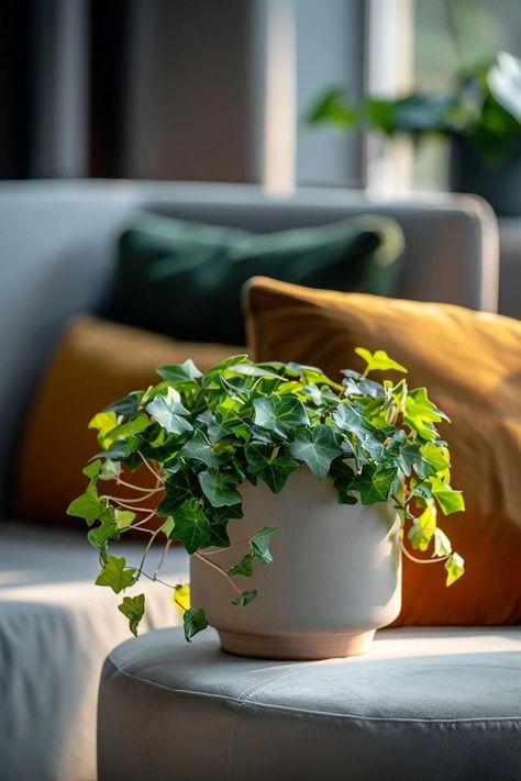 How To Care For A Swedish Ivy: Ensuring Lush Growth Swedish Ivy, Pest Prevention, Backyard Balcony, Ivy Plants, Thanksgiving Theme, Online Interior Design, Wall Planter, New Growth, Green Beauty