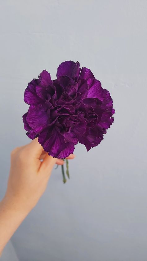 Carnation purple flower Carnation Flower Purple, Carnation Purple, Purple Carnations, Floating In Space, Stone Barns, Carnation Flower, Nothing But Flowers, Mardi Gras Party, Flower Therapy