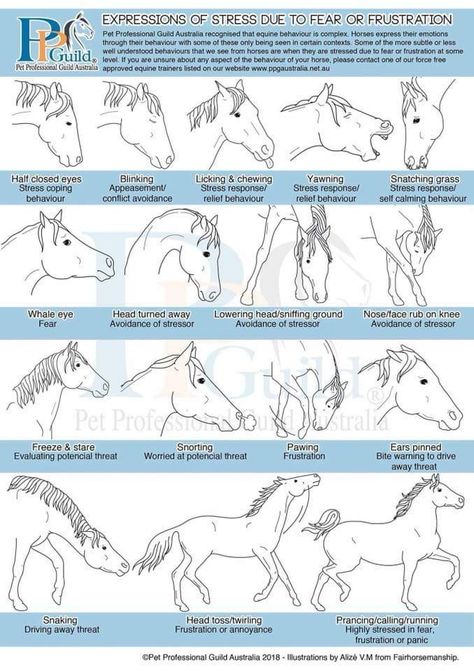 Horses Barn Organization, Horse Journal, Horse Training Exercises, Horse Behavior, Horse Lessons, Horse Information, Amazing Horses, Horse Facts, Horse Care Tips