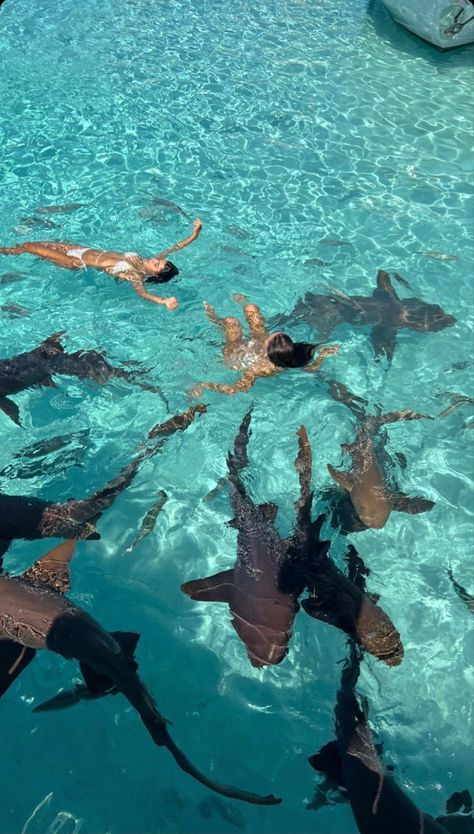 Sharks Swimming, Bahamas Travel, Bahamas Vacation, Bahamas Cruise, Shark Swimming, Senior Trip, Aesthetic Moodboard, Ocean Vibes, Marine Biology