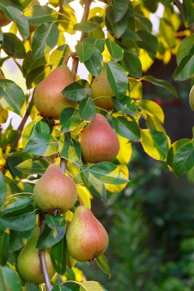 Pear – Tree Spirit Wisdom Fruit Background, Pear Fruit, Pear Wood, Fruit Photography, Pear Trees, Pear Tree, Oita, Magical Garden, Garden Photography