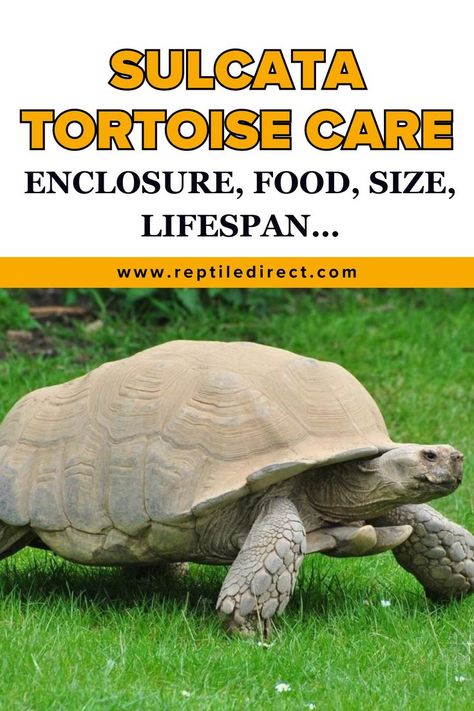 A large Sulcata tortoise walking on a green lawn, with beige textured skin and a high, dome-shaped shell. Above the tortoise, large yellow and black text reads: "Sulcata Tortoise Care: Enclosure, Food, Size, Lifespan…" with a website link to reptiledirect.com. Tortoise Enclosure, Tortoise Care, Sulcata Tortoise, Desert Environment, Bone Diseases, Gentle Giant, Reptiles, Habitat, Tortoise