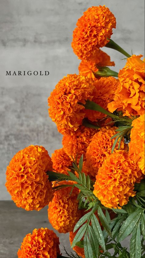 Orange Marigold Aesthetic, Marigold Flower Aesthetic, Orange Flowers Aesthetic, Marigold Aesthetic, Nails Summer Flowers, Patio Vegetable Garden, Nails Acrylic Flower, Summer Hello Kitty, Marigold Wallpaper