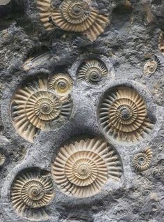 Spirals In Nature, Rocks And Fossils, Smithsonian Museum, Crop Circles, Rocks And Gems, Natural Forms, Patterns In Nature, Gems And Minerals, Nautilus