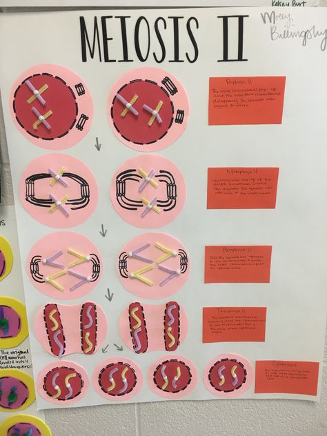 Meiosis Project Ideas, Mitosis Model Project, Meiosis Project, Meiosis Model, Bio Project, Cells Project, School Science Projects, Biology Projects, Study Biology