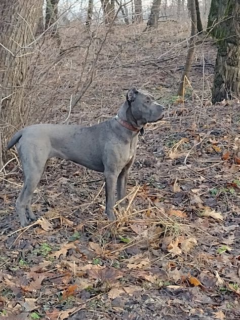 Gray Cane Corso, Cane Corso, A Dog, Collage, Dogs, Lace, Animals, Quick Saves, Pins