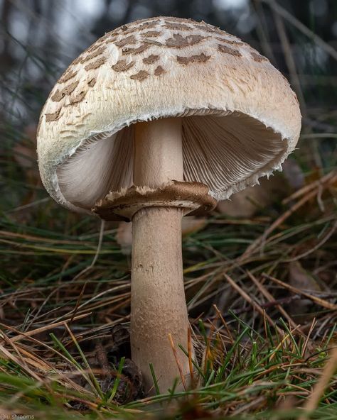 Fungi Images, Mushroom Photos, Mushroom Photo, Mushroom Photography, Psilocybin Mushrooms, Wild Mushroom Photography, Toadstool Mushroom, Forest Mushrooms, Mushroom Plant