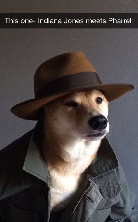 Menswear Dog: GQ Snapchat Interview | GQ Menswear Dog, Chambray Shirt, Guys Be Like, Shiba Inu, Mans Best Friend, Aesthetic Art, Chambray, Gq, High Fashion