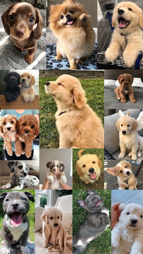 PUPPIES #puppies #animals #cute #puppy Cutedog Puppies Wallpaper, Cute Doggy Puppies Wallpaper, Cute Dog Wallpapers, Cute Dogs Wallpaper, Dog Lockscreen, Dogs Collage, Puppy Backgrounds, Dog Collage, Puppy Dog Pictures