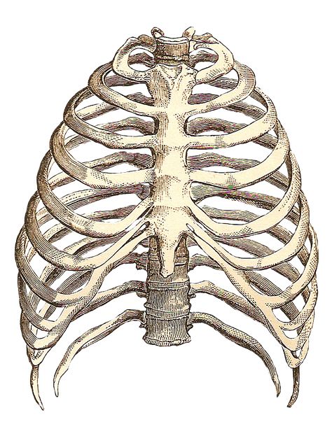 rib cage drawing Rib Cage Drawing, Rib Cage Anatomy, Human Ribs, Human Rib Cage, Anatomy Bones, Skeleton Anatomy, Human Figure Drawing, Shoulder Tattoos For Women, Diagram Design