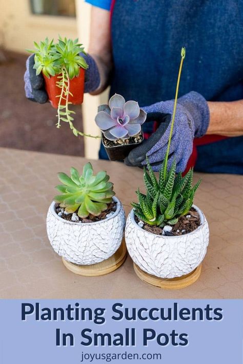 Succulents In Small Pots, Tiny Succulent Pots Diy, Propagate Christmas Cactus, Tiny Succulents, Christmas Cactus Propagation, Small Cactus Plants, Succulent Planting, Christmas Cactus Plant, Small Watering Can