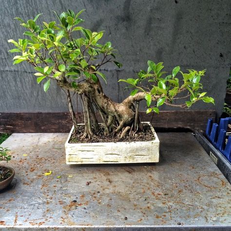 Ficus madness. With a little help from my daughter – Adam's Art and Bonsai Blog Bonsai Tree Ficus, Ficus Microcarpa Bonsai, Ficus Bonsai Tree, Ficus Bonsai, Bonsai Ficus, Ficus Microcarpa, Bonsai Ideas, True Believer, Mame Bonsai