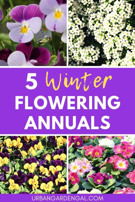 These beautiful winter flowering annuals will brighten up your garden over the colder months. These are my top 5 annual flowers for winter. #winterflowers #annuals #flowergarden #flowergardening Winter Flower Containers, Fall Flower Beds In Front Of House, Winter Flowers Garden, Flower Garden Layouts, Fall Landscaping, Blue Flowers Garden, Fall Flowers Garden, Garden Photoshoot, Garden Winter