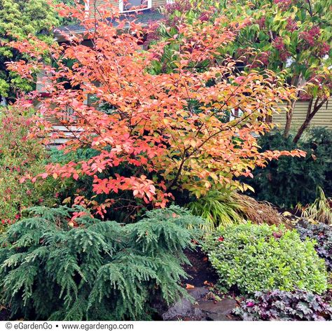 Canadian Hemlock, Long Blooming Perennials, Front Landscaping, Border Plants, Ornamental Trees, Garden Yard Ideas, Front Yard Garden, Plant Combinations, Fabulous Fall