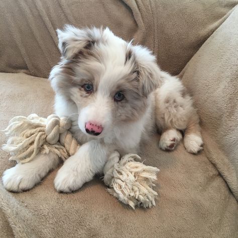 Aussie Puppies Aesthetic, Small Australian Shepherd, Red Merle Aussie Puppy, Aussie Shepherd Aesthetic, Red Merle Australian Shepherd Puppy, Australian Shepherd Aesthetic, Aussie Aesthetic, White Australian Shepherd, Puppy Australian Shepherd