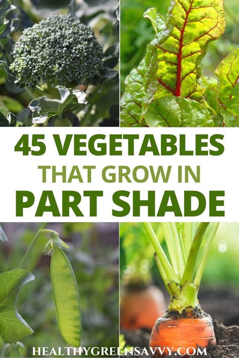 Do you have a shadier garden? These 45 vegetables that grow in shade could help you grow more food this season. #gardeningtips #garden | vegetable garden | growing food | garden hacks | Gardening Fruits And Vegetables, Shade Veggies, Pioneer Living, Backyard Homesteading, Suburban Homestead, Growing Rhubarb, Vege Garden, Garden Shade, Urban Homestead