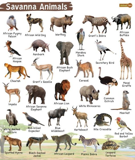 Savanna Biome, South Africa Animals, Savannah Animals, African Rainforest, Animals Worksheet, Animals List, Elephant Species, Savanna Animals, Plains Zebra