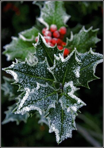 From the light of my home to the light of all of yours, "Blessed be this Solstice" "Blessed Be" Frosted Holly Winter Szenen, Holly Leaves, Winter Beauty, Winter Wonder, Noel Christmas, Winter Solstice, Christmas Inspiration, Winter Scenes, Yule