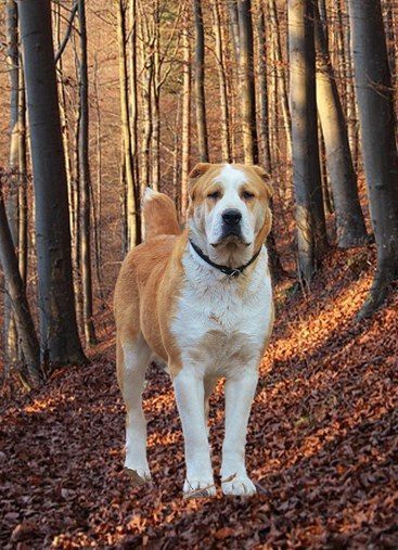 Starflesh Dog, Asian Shepherd Dog, Akbash Dog, Alabai Dog, Central Asian Shepherd, Kangal Dog, Every Dog Breed, Akc Breeds, Livestock Guardian