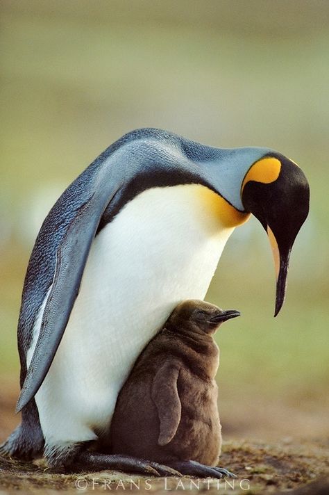 Frans Lanting, Penguin Pictures, King Penguin, Penguin Love, Falkland Islands, Mother Love, I Love Winter, Baby Mom, Baby Penguins