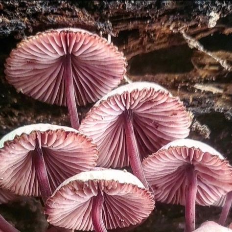 Mycena Haematopus, 2025 Bingo, Mushroom Cluster, Leigh Ann, Mother Earth, Arkansas, Bingo, Nature Photography, Stuffed Mushrooms