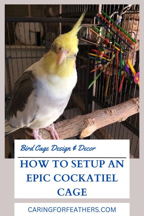 Text = "bird cage design & decor" "How to setup an epic cockatiel cage" "caringforfeathers.com"

Image = cockatiel sitting on wood perch near his cage Cockatiel Care, Parrot Cages, Parakeet Care, Cockatiel Cage, Cockatiel Toys, Bird Cage Design, Conure Parrots, Talking Parrots, Parrots Art