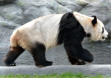 I would walk five hundred miles and then I would walk five hundred more... for bamboo. #torontozoo #giantpanda #panda #eurasia #endangeredspecies #wildlife Nature, Pandas, Panda Reference Photo, Panda Side Profile, Panda Side View, Panda Reference, Panda Drawings, Calarts Sketchbook, Panda Photography