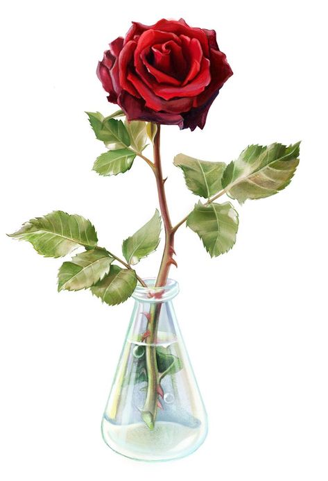 Elegant black rose in a transparent glass vase. Watercolor, digital drawing Rose In Glass Drawing, Vase Watercolor, Glass Drawing, Rose In A Glass, Roses Drawing, Black Rose, Colored Pencils, Glass Vase, Digital Drawing