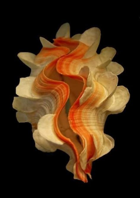 Clam Shell Sculpture, Giant Clam Shell, Creature Marine, Giant Clam, Nature Paper, Art Coquillage, Real Nature, Ocean Treasures, She Sells Seashells