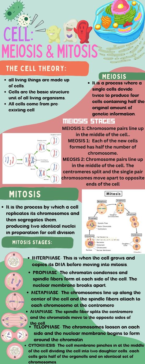 Mitosis And Meiosis Notes, Meiosis Notes, Mitosis Diagram, Cell Analogy, Mitosis And Meiosis, Biology Activity, Cell Theory, Cell Forms, Science Notes