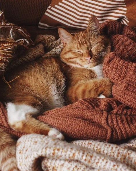 Orange And White Cat, Fall Cats, Indie Vibes, Autumn Magic, Cozy Aesthetic, Fall Inspo, Fall Pictures, Cat Aesthetic, Autumn Cozy