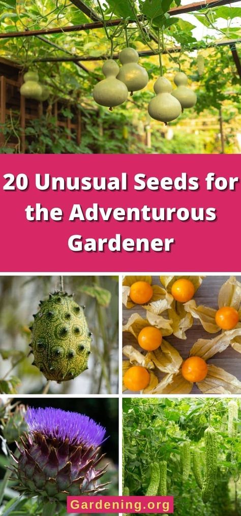 20 Unusual Seeds for the Adventurous Gardener Weird Fruit, Dried Fruit Snacks, Unique Fruit, Unique Vegetables, Weird Plants, Garden Growing, Fruits For Kids, Cooking Easy, Rare Seeds