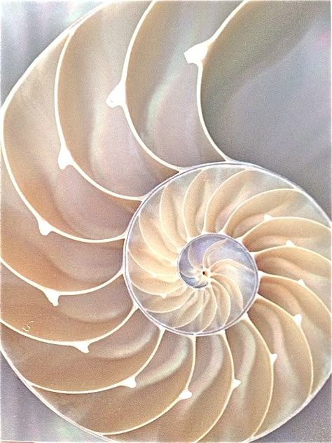 Faith Hope Love Spirals In Nature, The Golden Mean, Nature Patterns, Fibonacci Sequence, Fibonacci Spiral, Golden Ratio, Natural Form, Natural Forms, Patterns In Nature