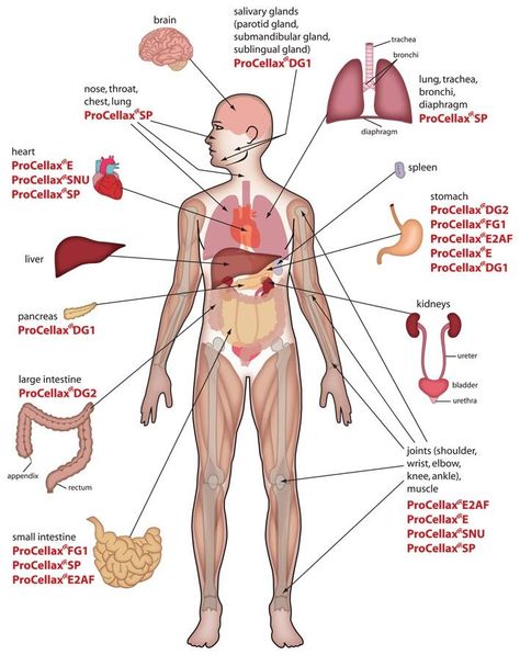 Internal Organs Diagram, Human Organ Diagram, Human Body Organs Anatomy, Body Organs Diagram, Body Anatomy Organs, Human Anatomy Picture, Human Anatomy Chart, Human Body Diagram, Anatomy Organs