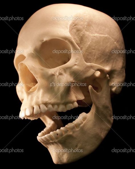 Open jaw - 3/4 view. Human Skull Photography, Skull Anatomy, Skull Reference, Life Drawing Reference, Human Bones, Skulls Drawing, Skeleton Bones, Dark Images, Anatomy For Artists