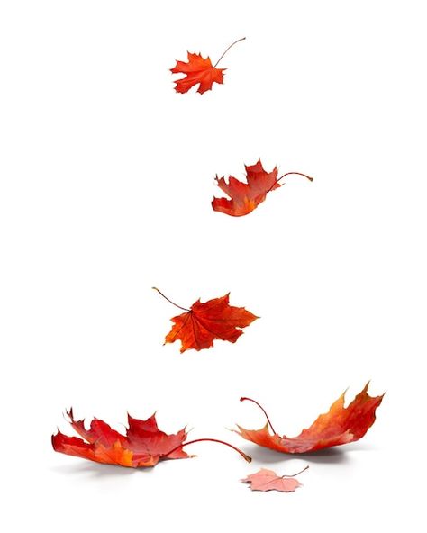 Fall Leaves On Ground, Maple Leaves Illustration, Falling Leaves Photography, Autumn Leaf Photography, Maple Illustration, Autumn Leaves Drawing, Drawtober 2024, Puppy Calendar, Fall Leaves Falling