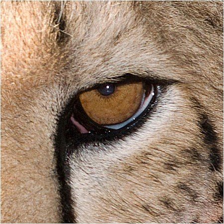 Cheetah Eyes, Cheetah Aesthetic, Barbara Minerva, Animal Eyes, Silly Cats Pictures, Pretty Animals, My Pet, Cheetahs, In The Studio