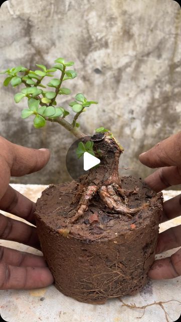 Sharat Krishnan on Instagram: "Starting a New Jade Bonsai 

#dreamgarden #watergardening #jade #nature #flowers #plantsofinstagram #garden #jadebonsai #jadetopiary #plantsmakepeoplehappy #gardening 
#jadetopiary #naturephotography #houseplants" Jade Bonsai, Bonsai Garden, Nature Flowers, Jade, Flowers, On Instagram, Instagram, Nature