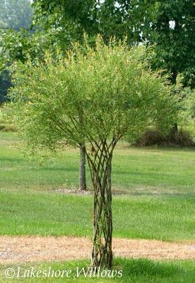 The Twisted Willow trees and the Harlequin trees that we made in the spring  need a bit of maintenance to keep looking their best.  You want... Pleaching Tree, Como Plantar Pitaya, Willow Fence, Trees Diy, Willow Garden, Living Willow, Willow Trees, Have Inspiration, The Secret Garden